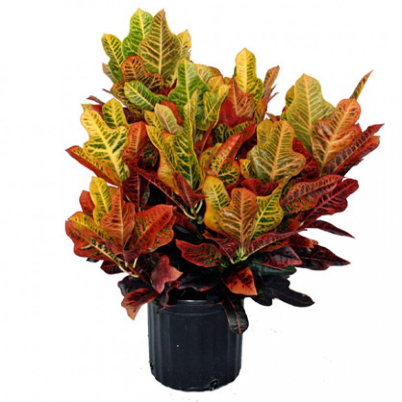 Mammy Croton Tree Alexander Palm Tree Plants and Palms Florida