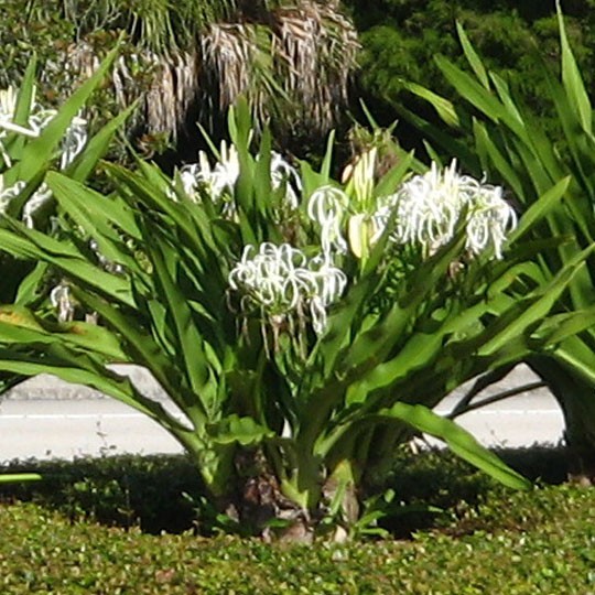 Crinum Lily Tree Florida Coconuts Store