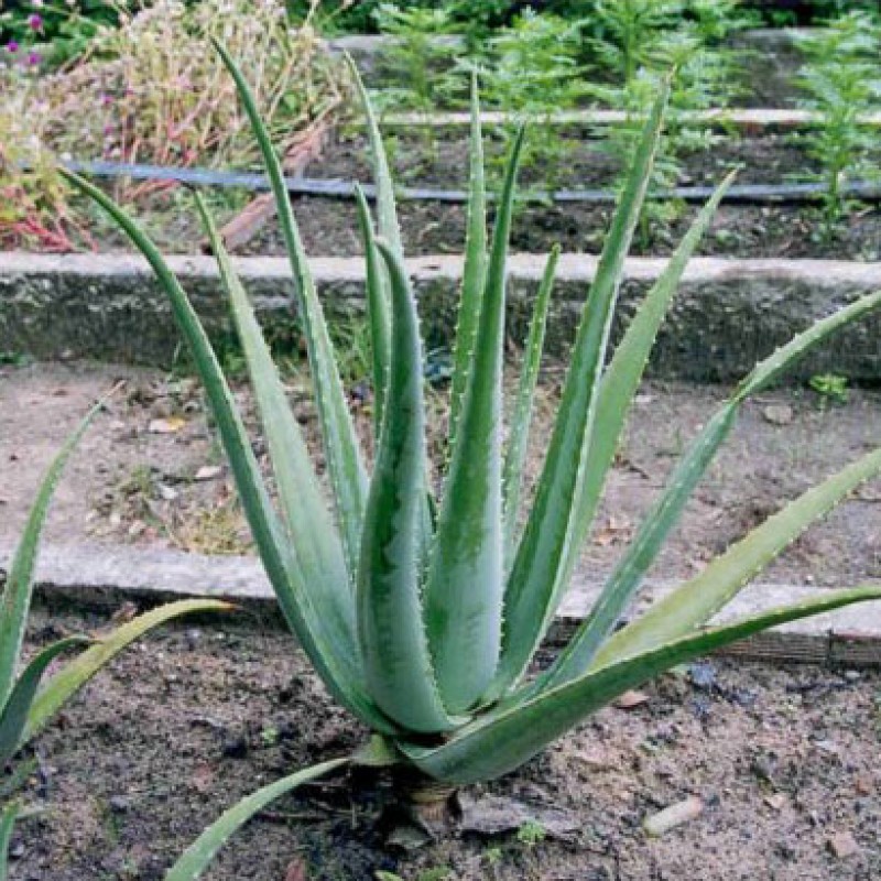 Baby Aloe Vera Tree Baby Aloe Vera Tree Plants and Palms Florida