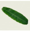 Banana leaves (6 feet length)