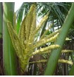 Pookula or Coconut Flower (Opened)
