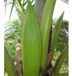 Pookula or Coconut Flower (Unopened)