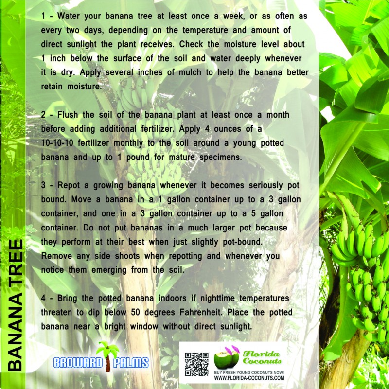 Banana Tree Plants and Palms Florida Coconuts Store