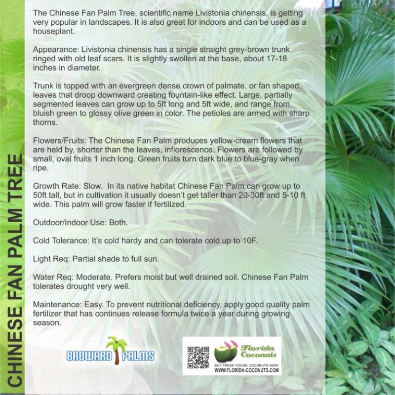 Chinese Palm Tree Chinese Fan Palm Tree Plants and Palms Florida