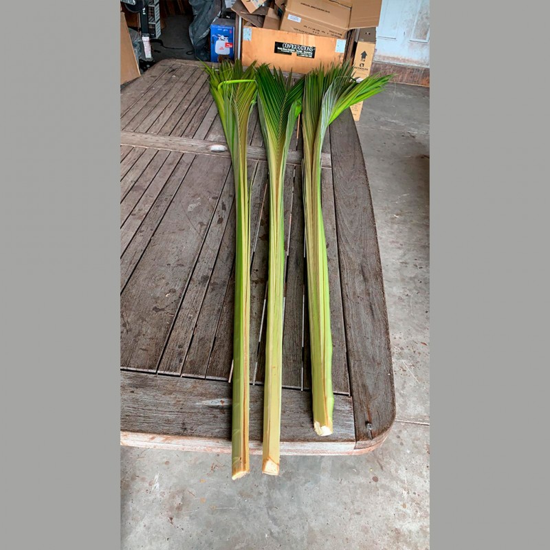 Coconut Palm Tree Hearts Leaves Florida Coconuts Store
