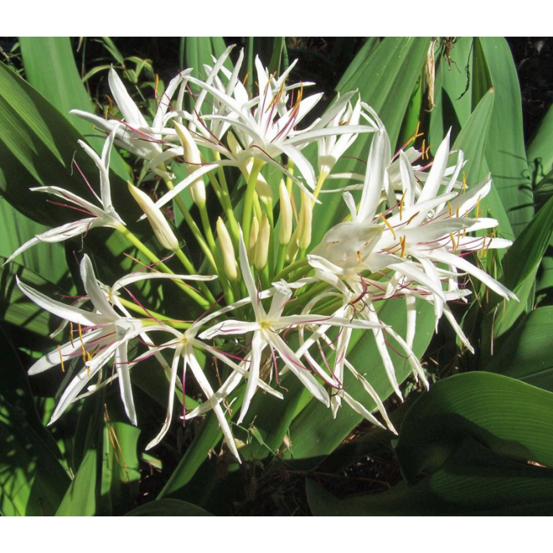 Crinum Lily Tree Plants and Palms Florida Coconuts Store