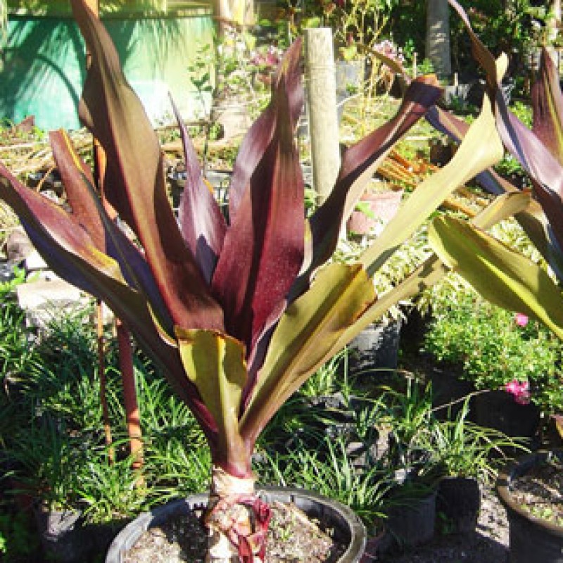 Queen Emma Lily Queen Emma Lily Plants and Palms Florida Coconuts