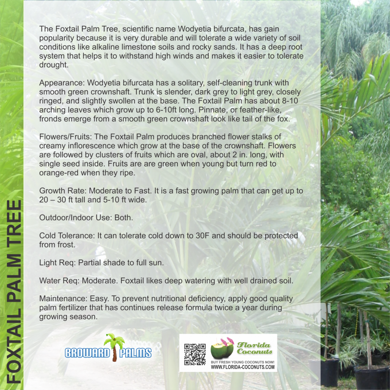 foxtail palm tree Florida Coconuts Store