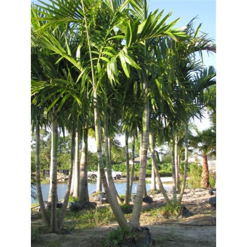 Alexander Palm Tree Alexander Palm Tree Plants and Palms Florida