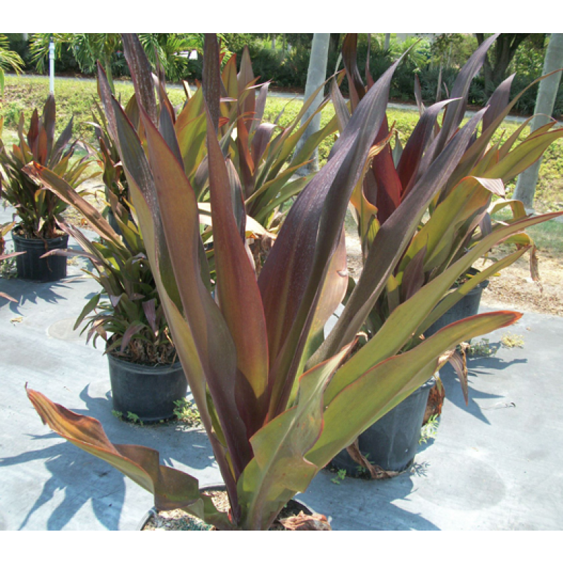 Queen Emma Lily Queen Emma Lily Plants and Palms Florida Coconuts