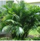 Cat Palm Tree