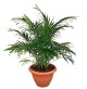 Cat Palm Tree