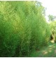 Golden Goddess Bamboo Tree