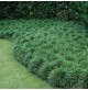 Mondo Grass